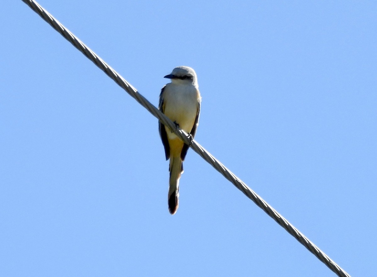 Tijereta Rosada - ML624229840