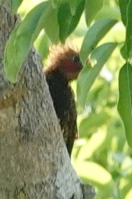 Waved Woodpecker (Waved) - ML624229847