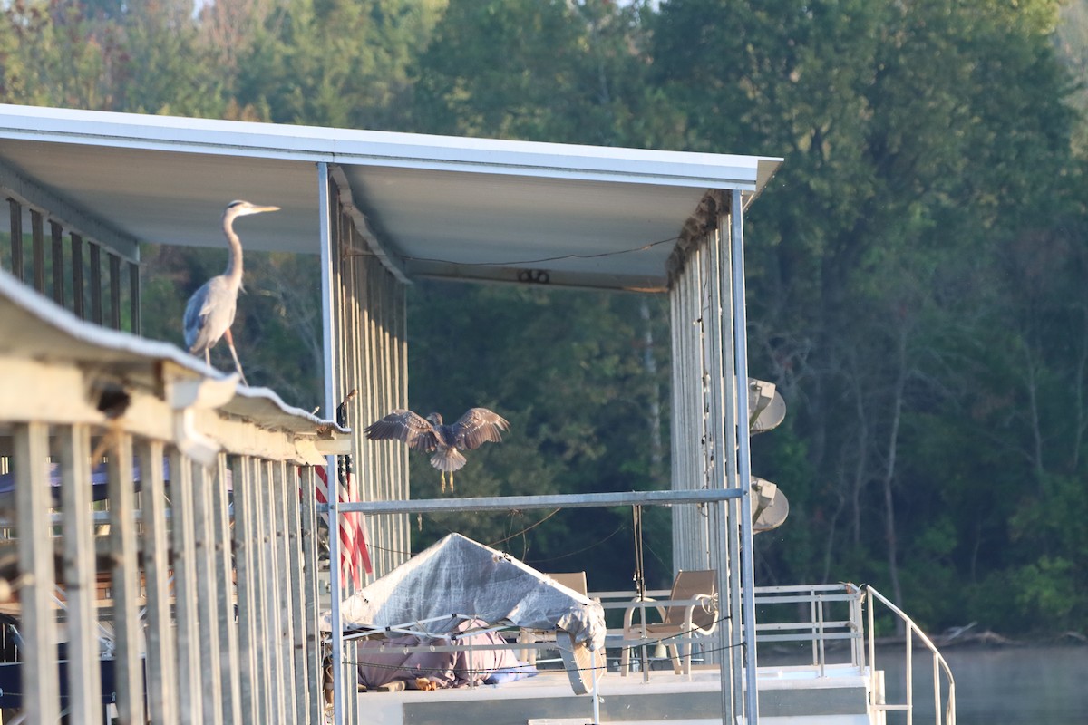 Black-crowned Night Heron - ML624229858