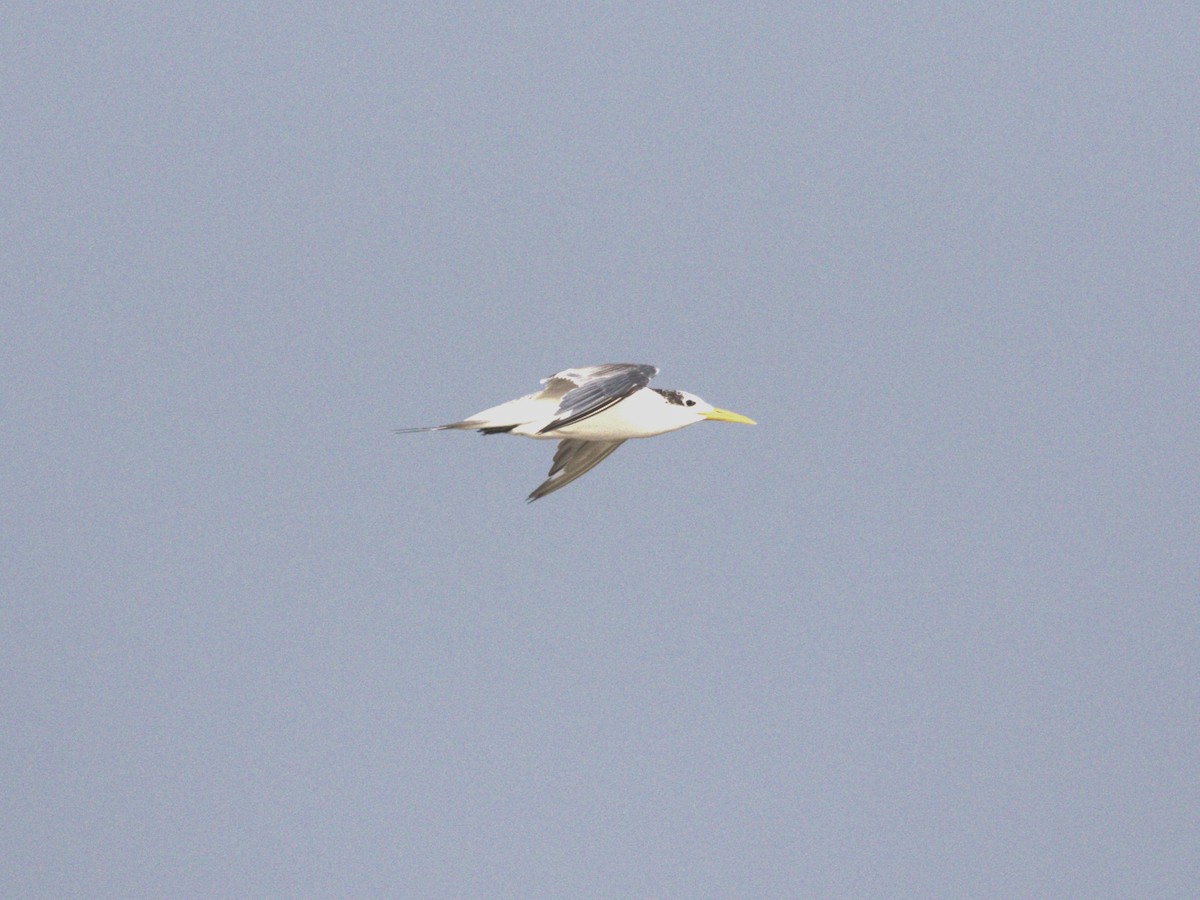 Great Crested Tern - ML624229876