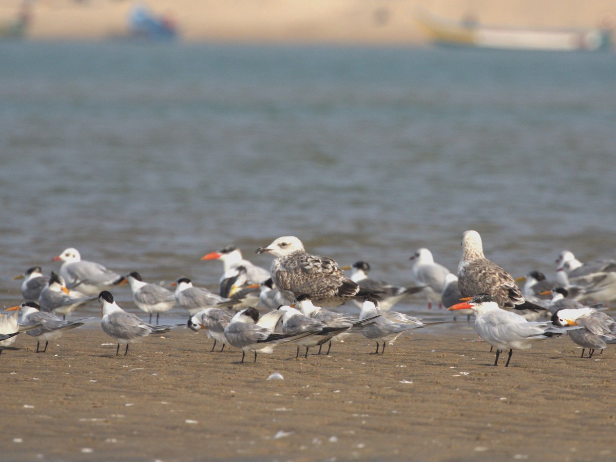 Lesser Black-backed Gull (Heuglin's) - Menachem Goldstein