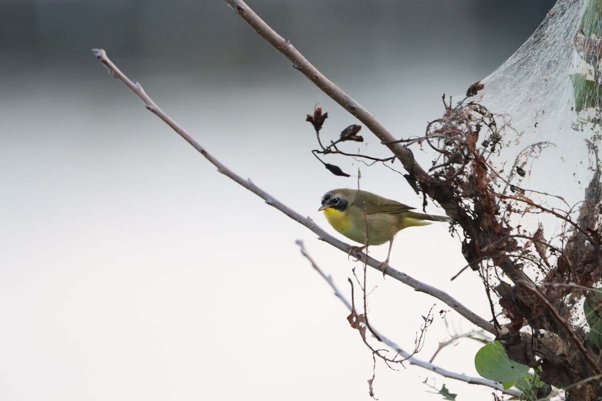 Common Yellowthroat - ML624229897