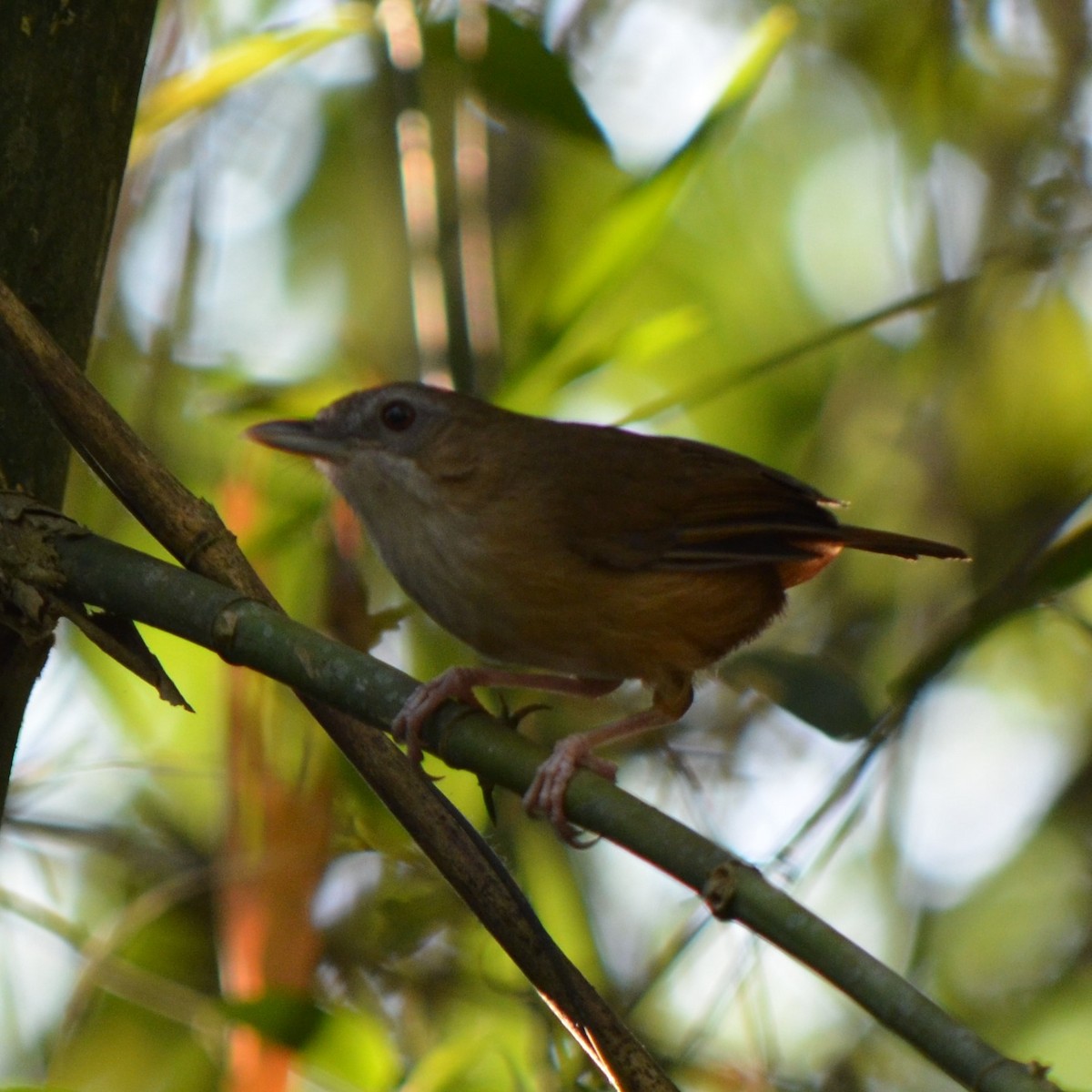 Abbott's Babbler - ML624229898