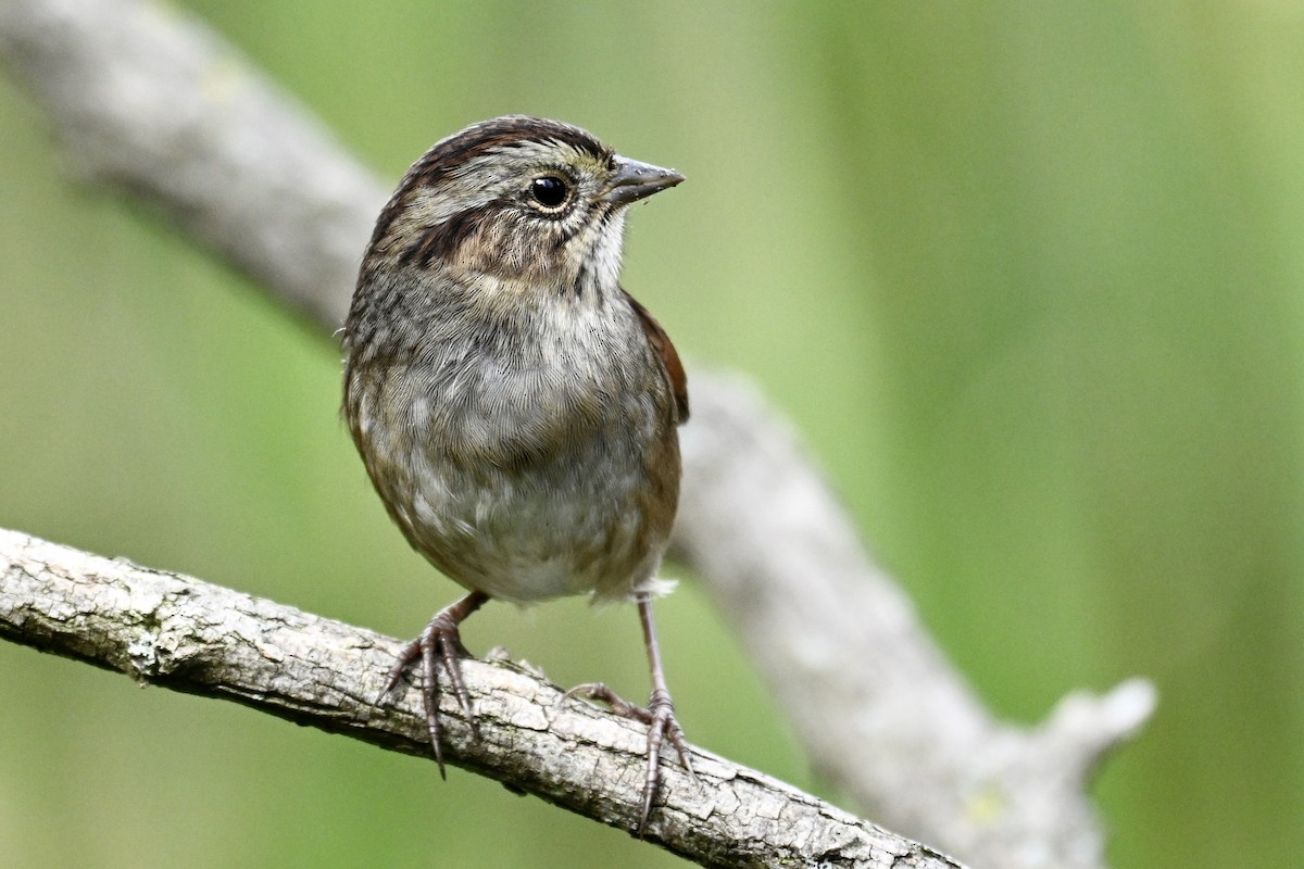 Swamp Sparrow - Michele Carnerie