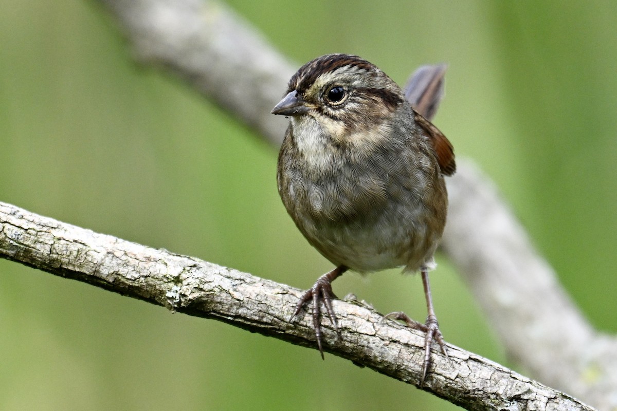 Swamp Sparrow - ML624229900