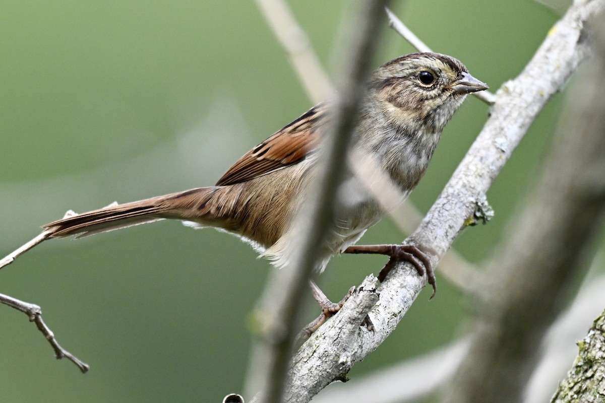 Swamp Sparrow - ML624229901