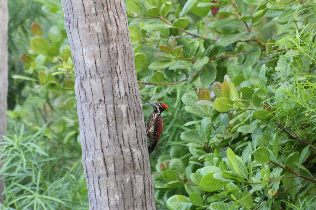 Red-backed Flameback - ML624229902