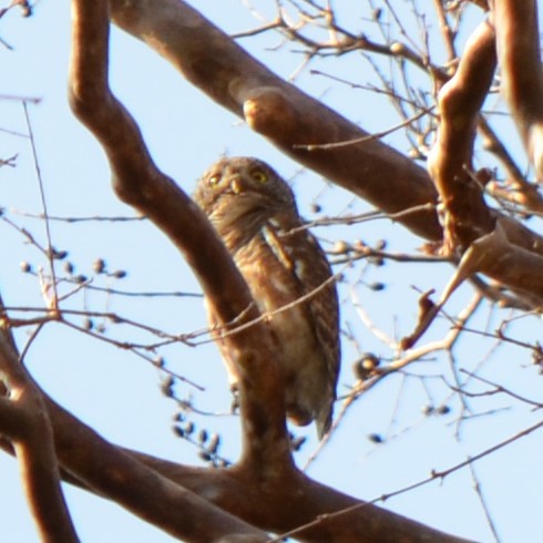 Asian Barred Owlet - ML624229907