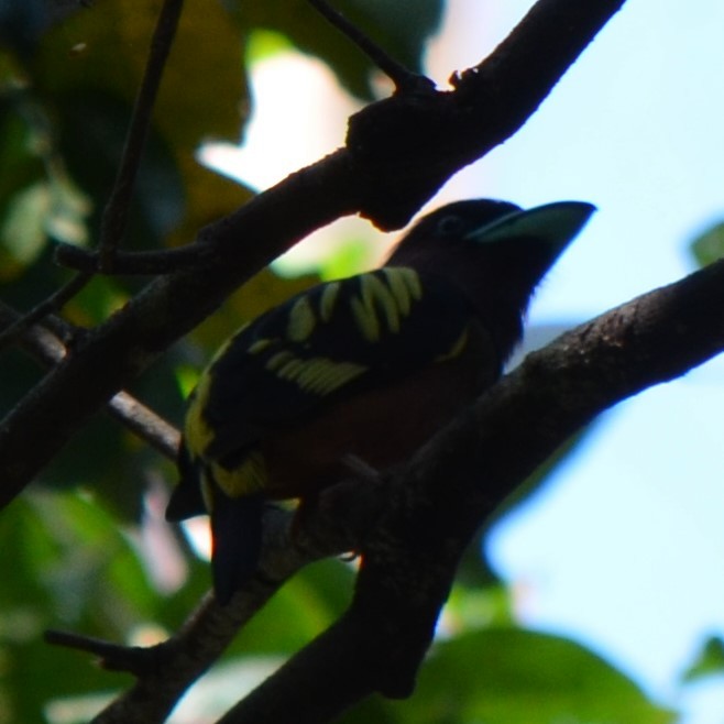 Banded Broadbill - ML624229919