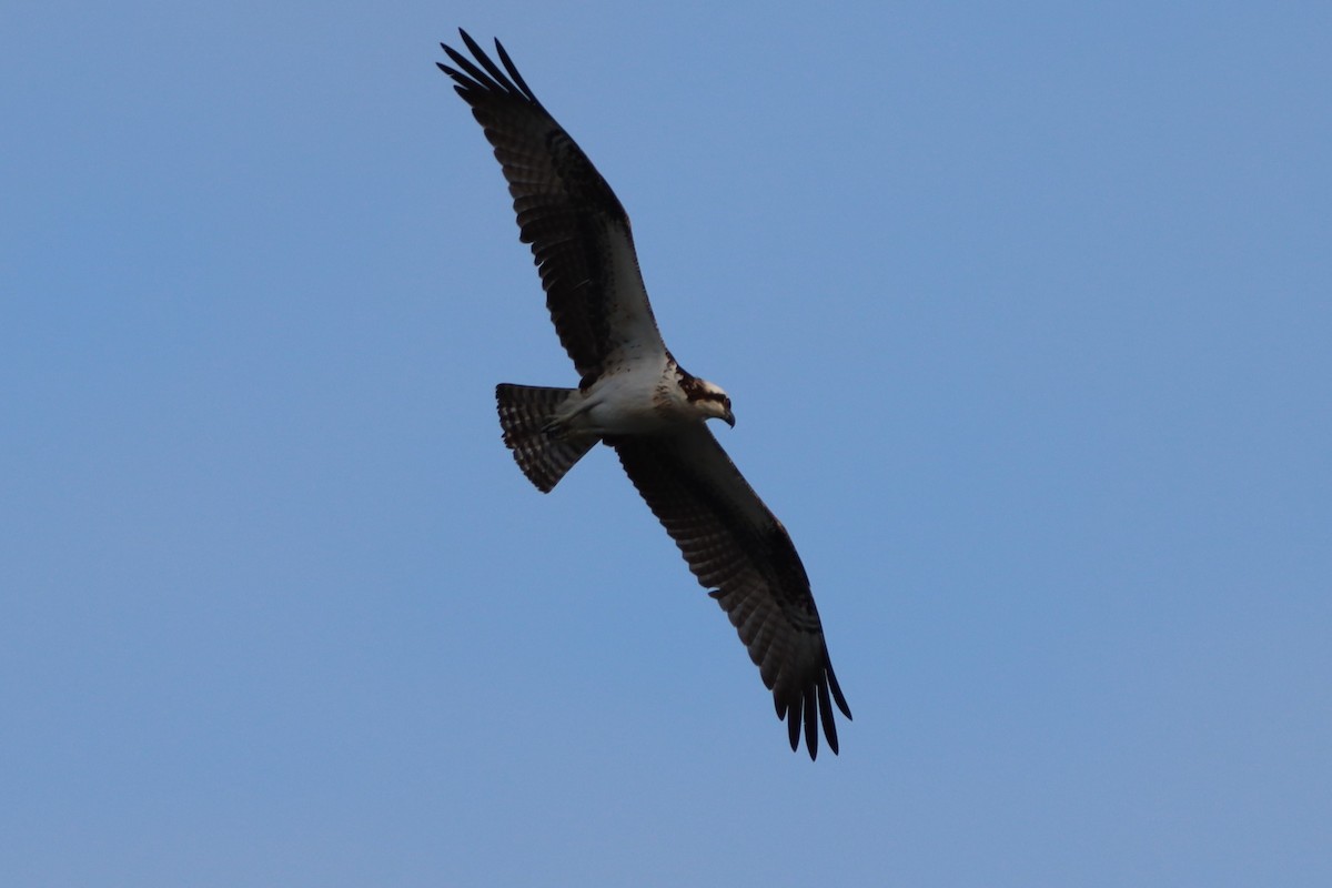 Osprey - ML624229928