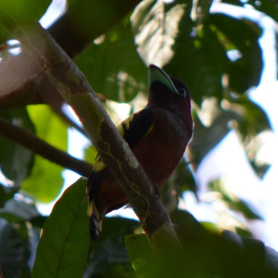 Banded Broadbill - ML624229929