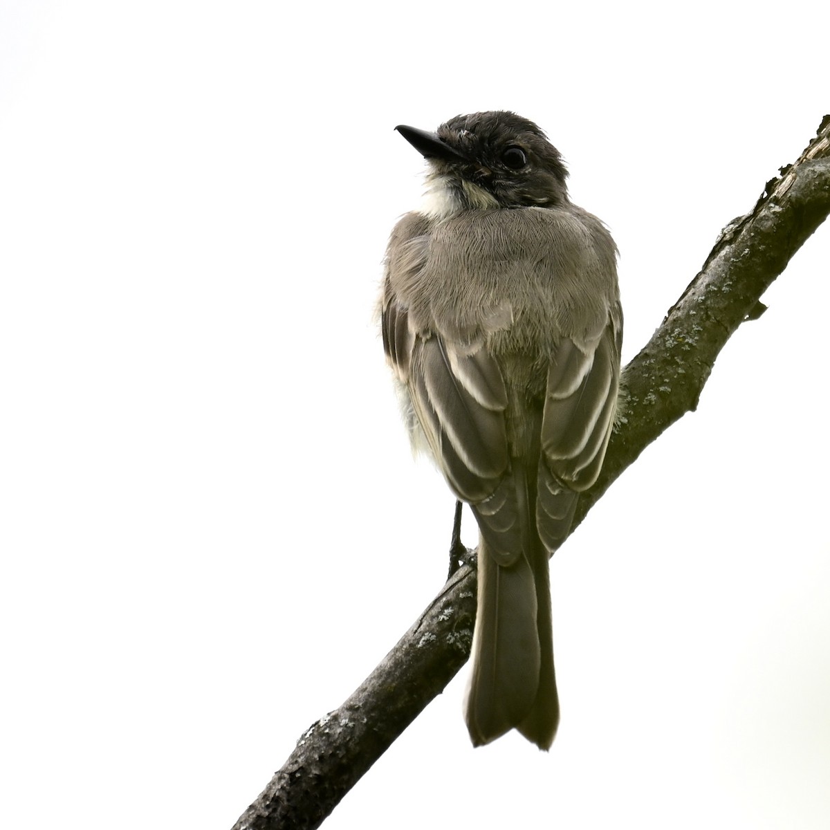 Eastern Phoebe - ML624229930