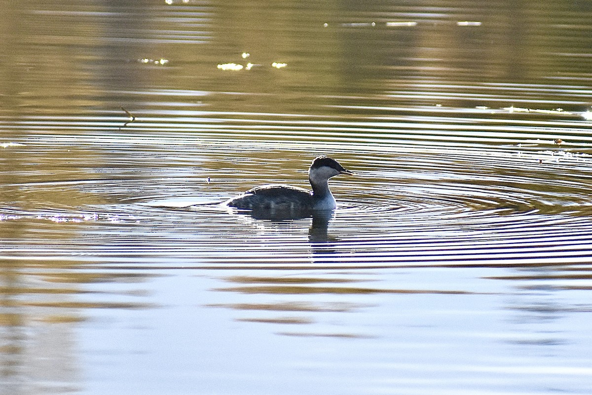 Horned Grebe - ML624229970