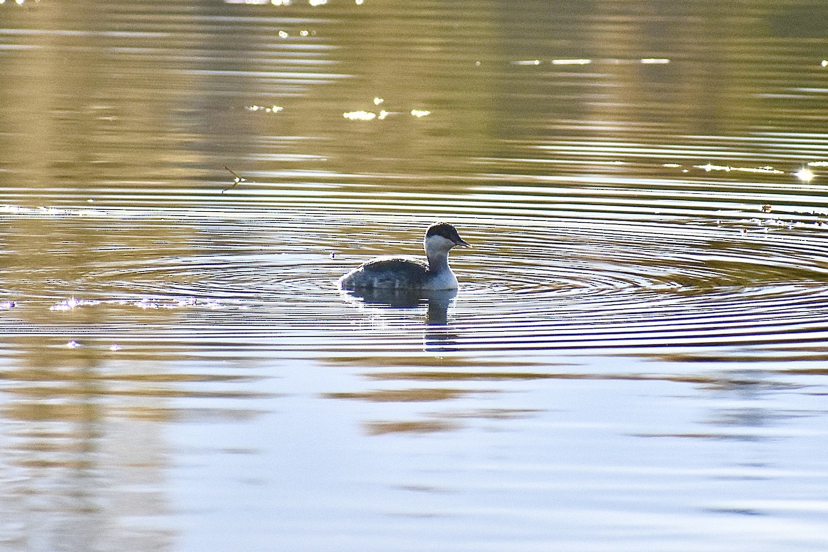 Horned Grebe - ML624229971