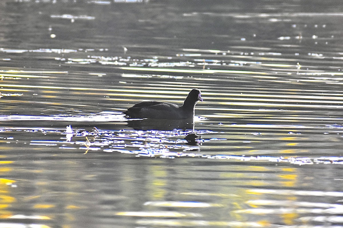 American Coot - ML624229974