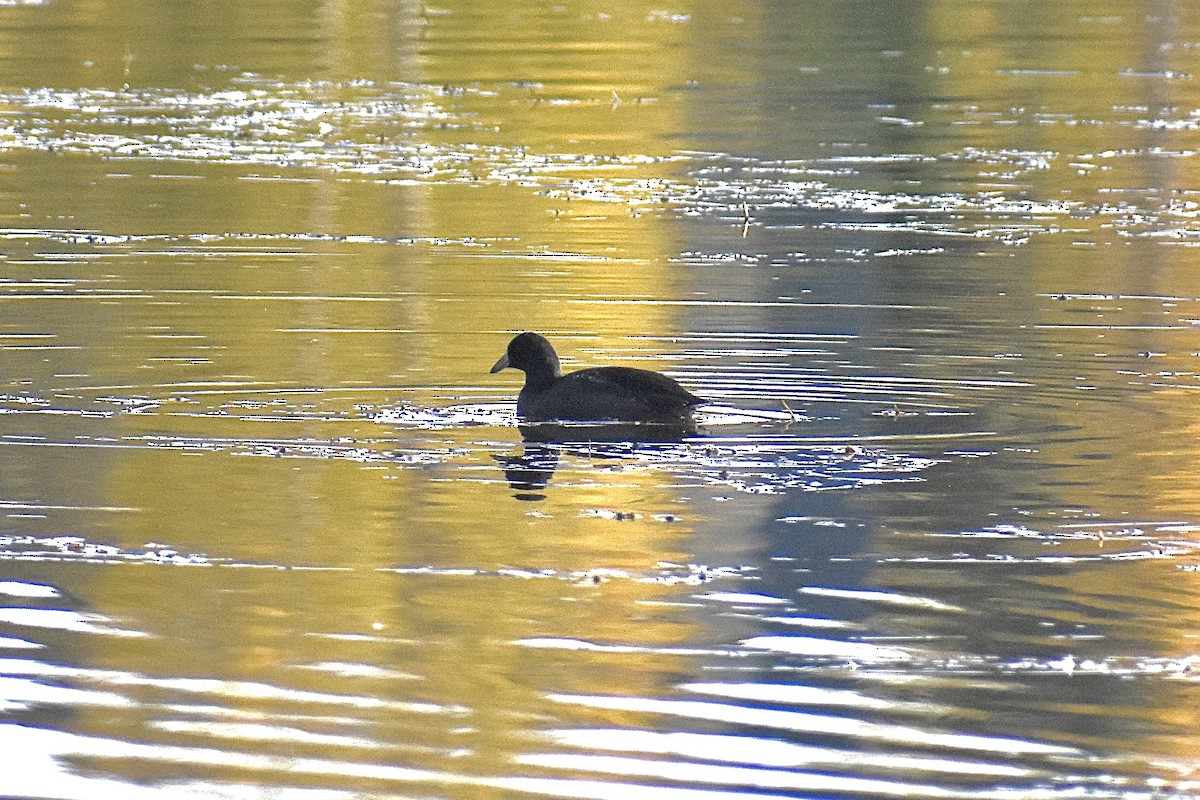 American Coot - ML624229976