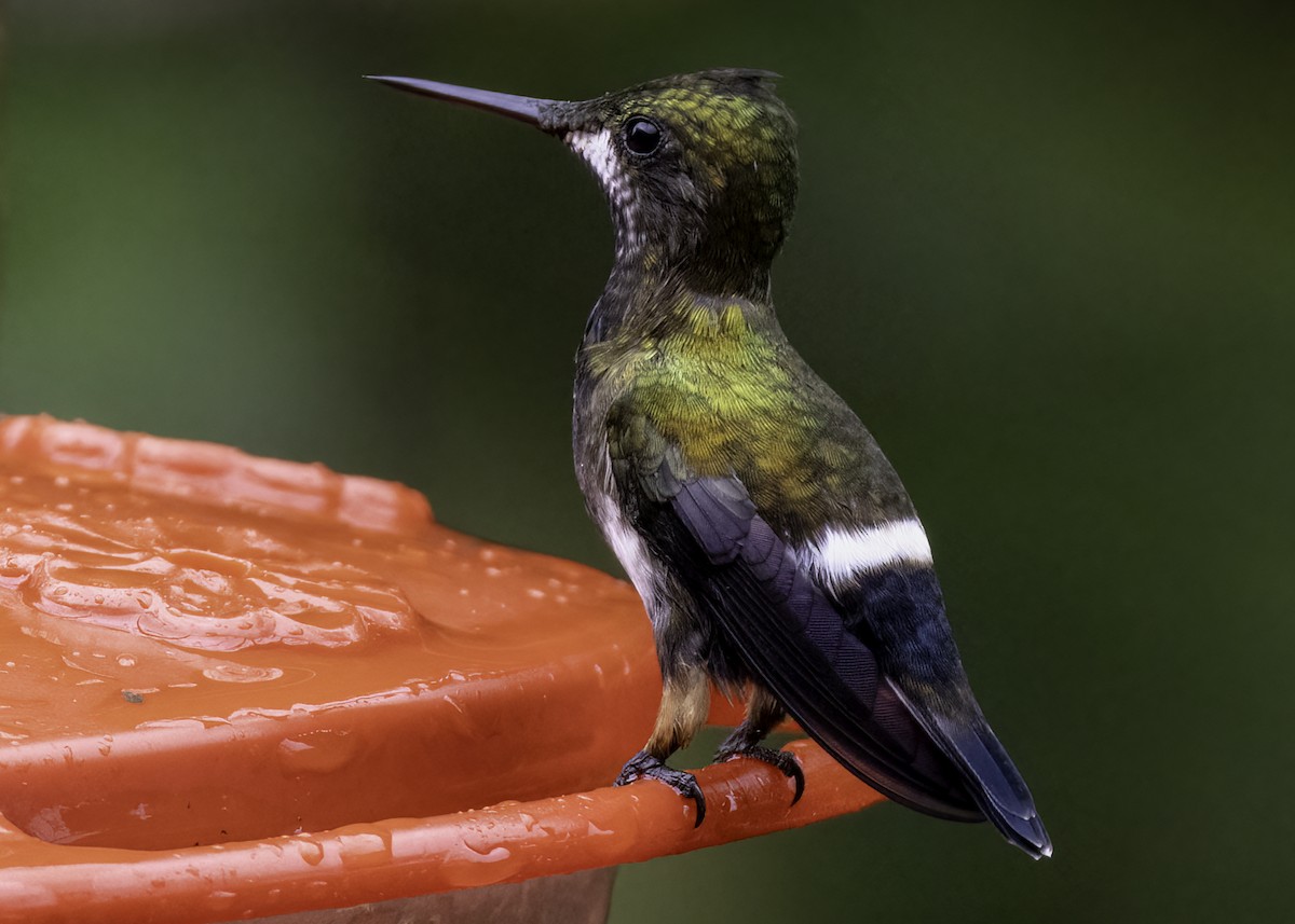 Wire-crested Thorntail - ML624230037