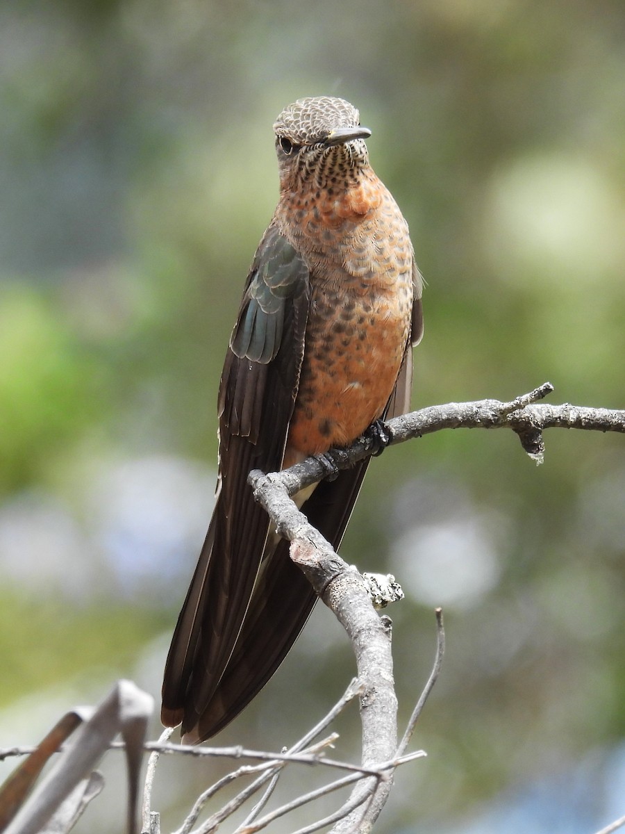 Giant Hummingbird - ML624230038