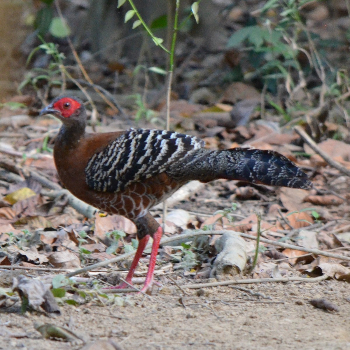 Siamese Fireback - ML624230039