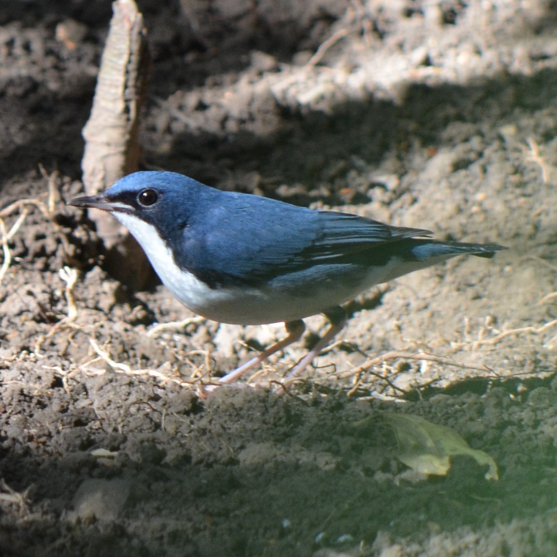 Siberian Blue Robin - ML624230066