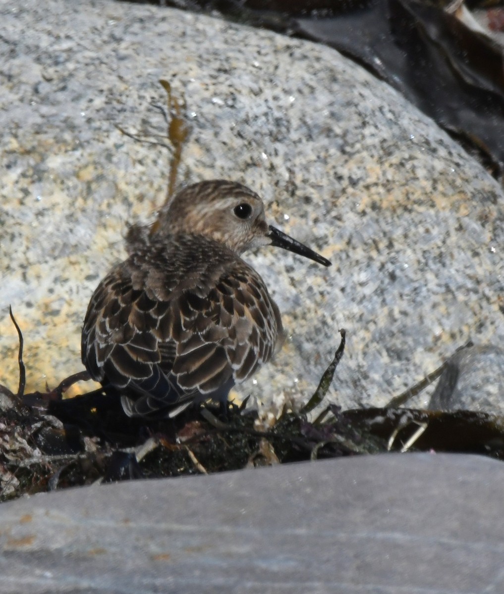 Baird's Sandpiper - ML624230088
