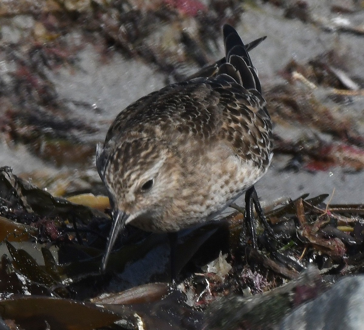 Baird's Sandpiper - ML624230089
