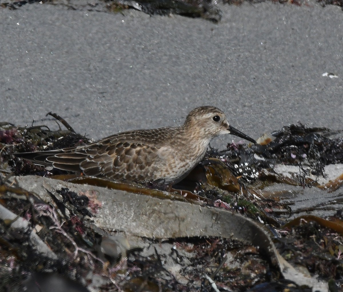 Baird's Sandpiper - ML624230090