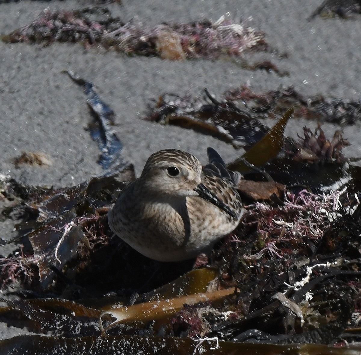 Baird's Sandpiper - ML624230091