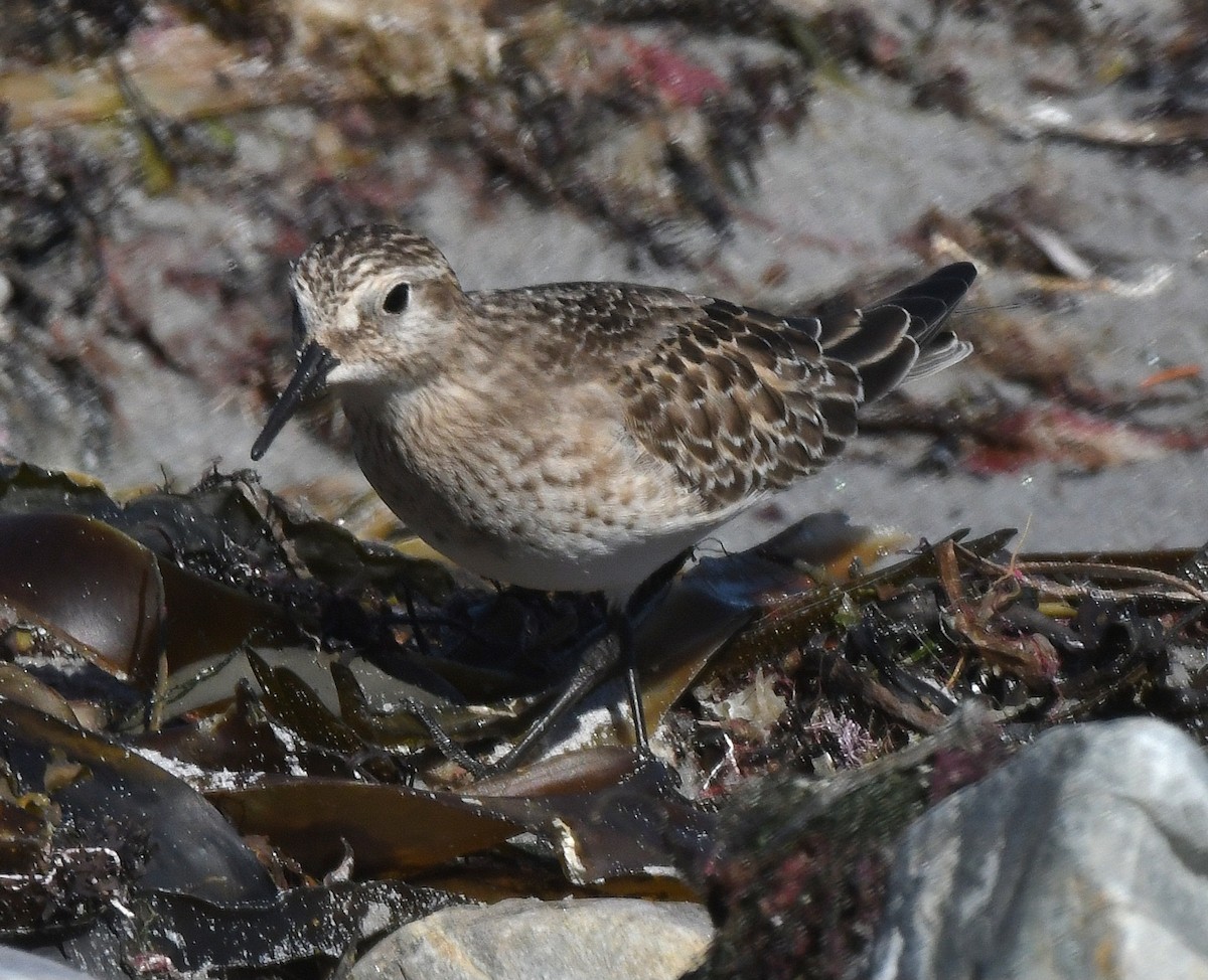 Baird's Sandpiper - ML624230092