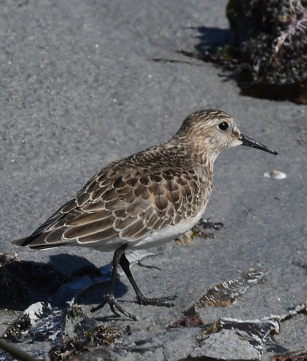 Baird's Sandpiper - ML624230093