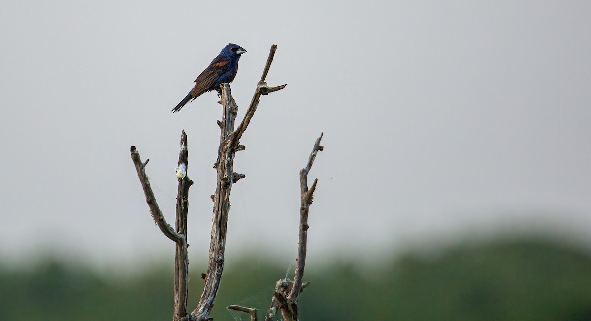 Blue Grosbeak - ML624230121