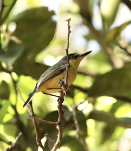 Common Tody-Flycatcher - ML624230123