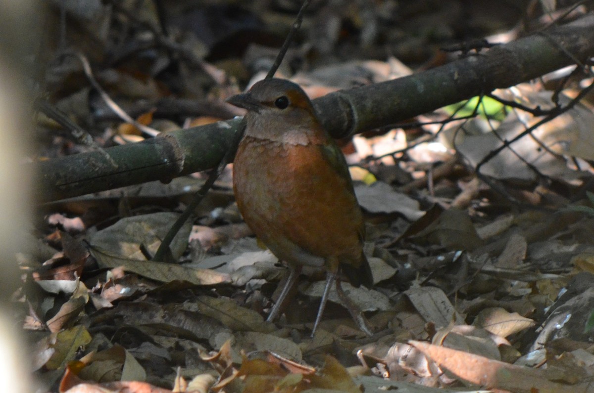 Blue-rumped Pitta - ML624230166