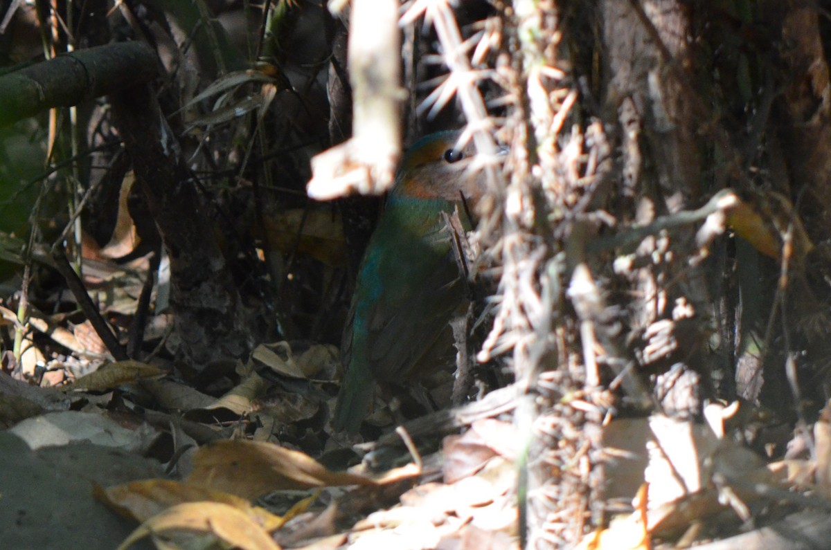 Blue-rumped Pitta - ML624230171