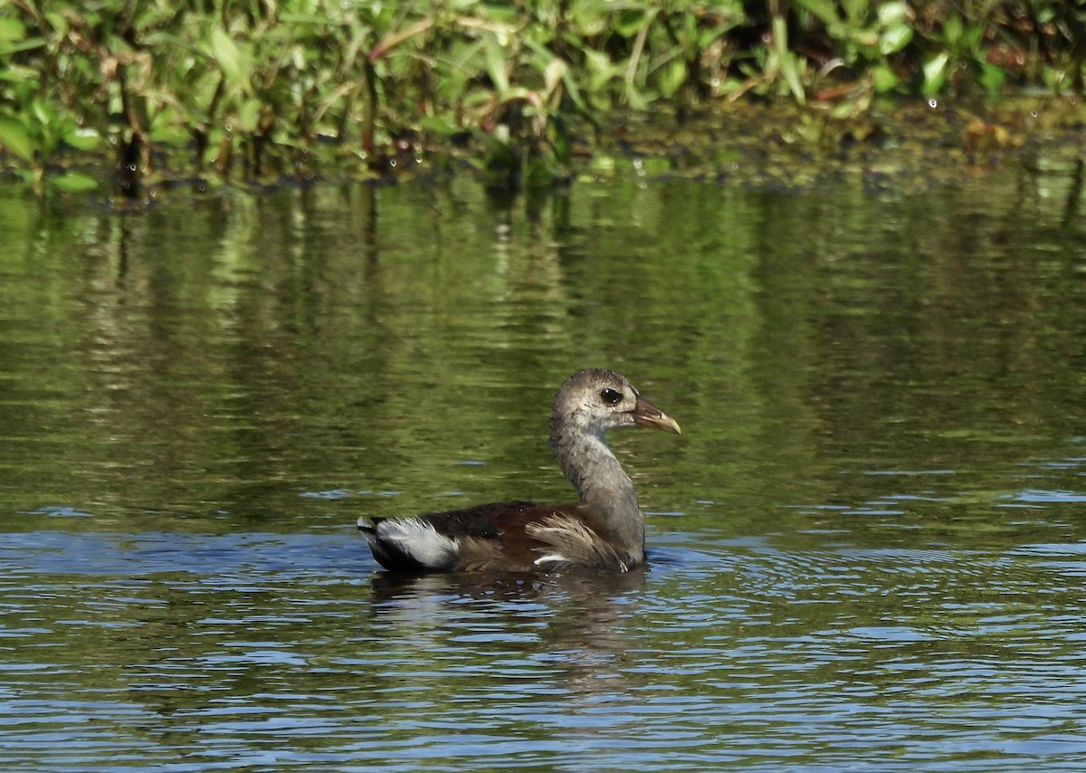 Gallinule d'Amérique - ML624230187