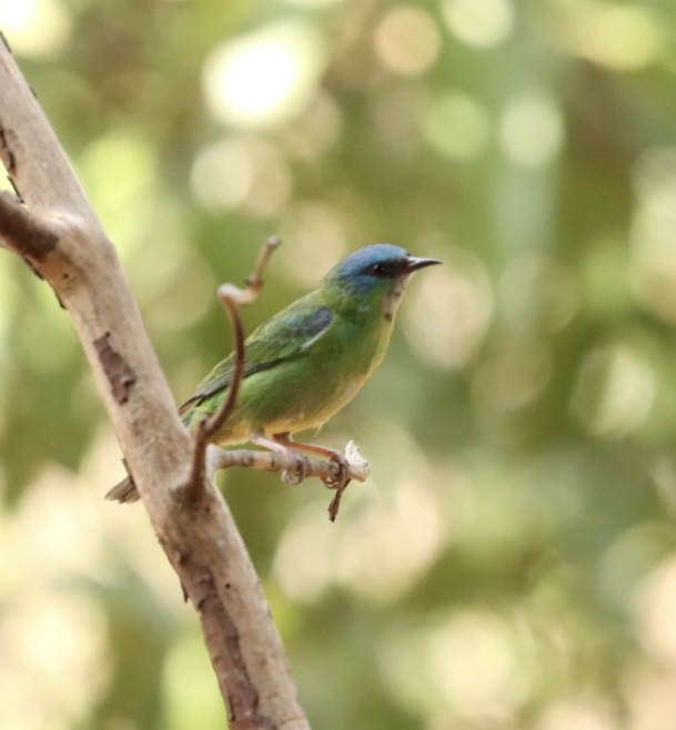 Dacnis bleu - ML624230188