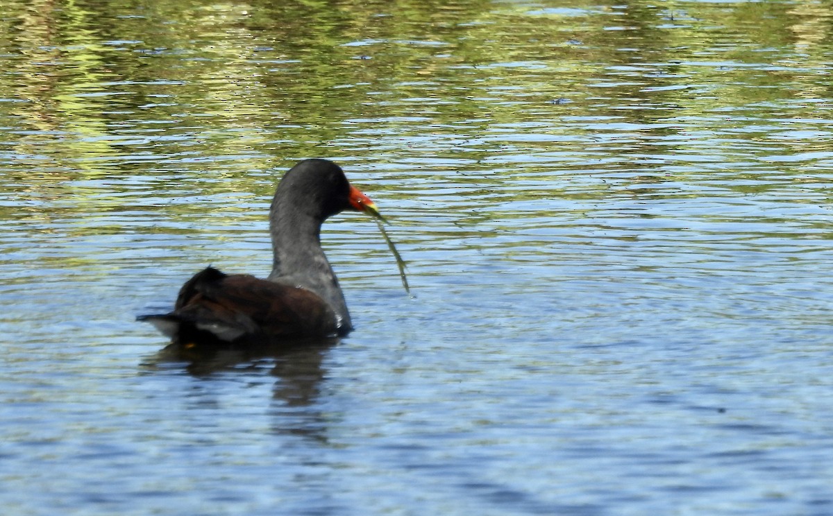 Gallinule d'Amérique - ML624230199