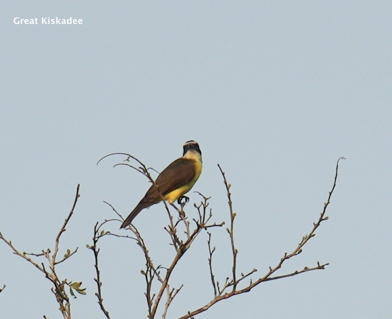 Great Kiskadee - ML624230230