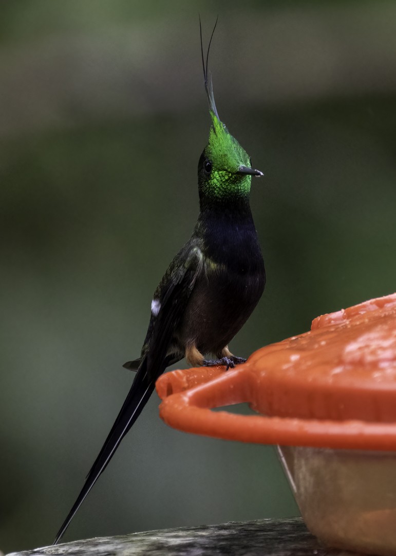 Wire-crested Thorntail - Luc Tremblay