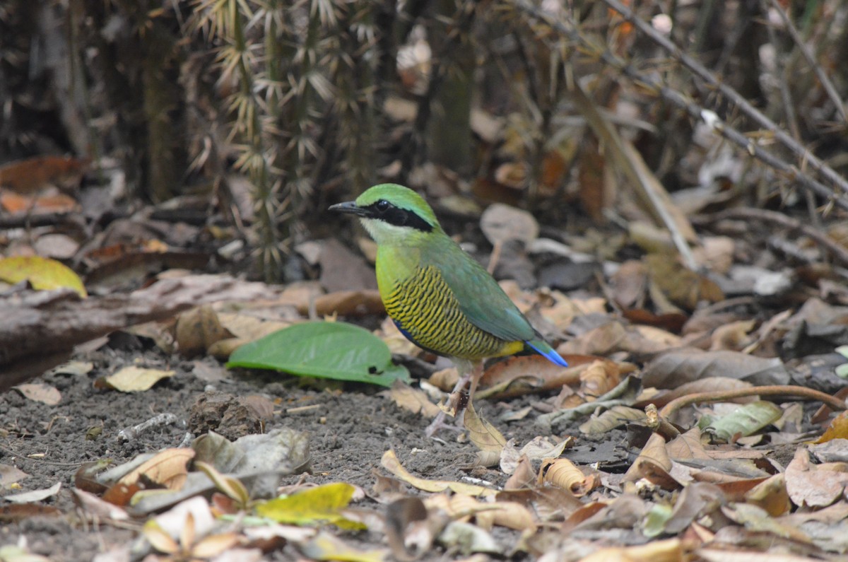 Bar-bellied Pitta - ML624230247