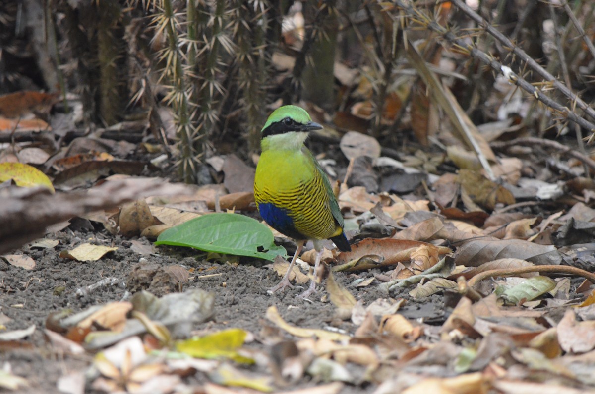 Bar-bellied Pitta - ML624230250