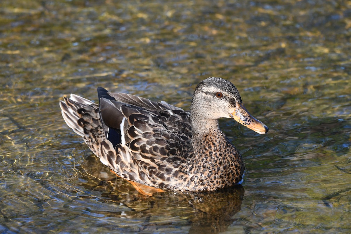 Mallard - Bob Baker