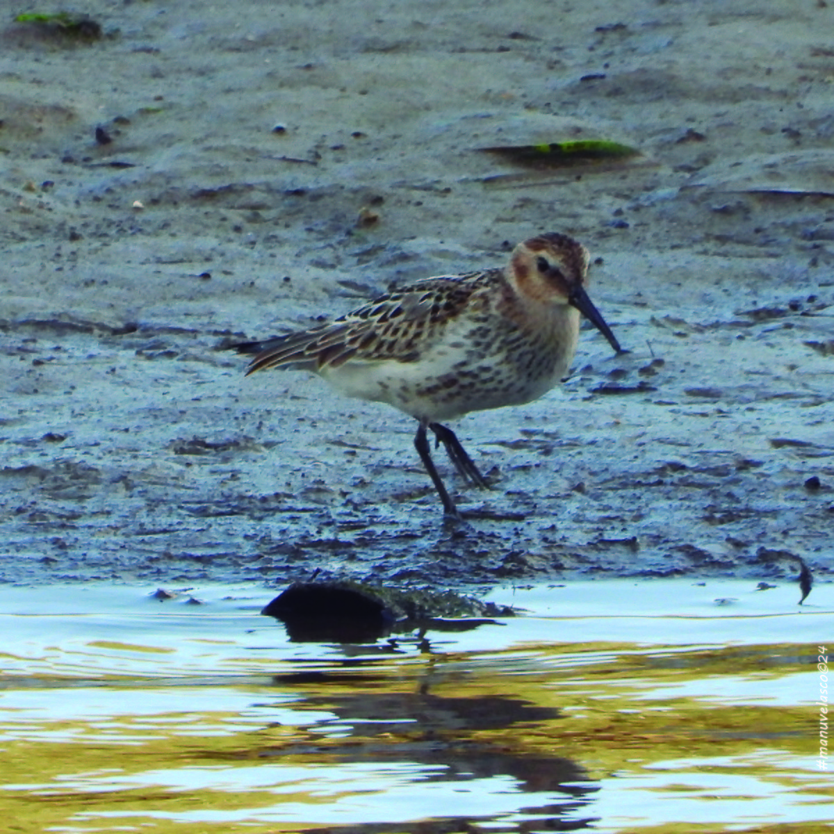 Dunlin - ML624230348