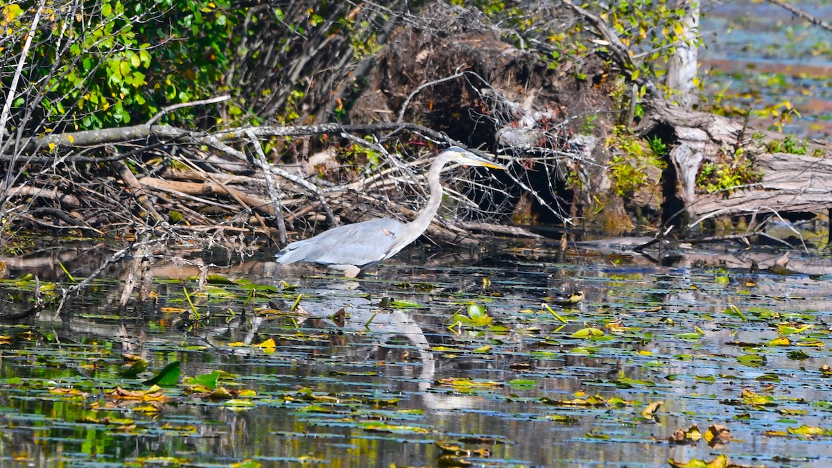 Great Blue Heron - ML624230357