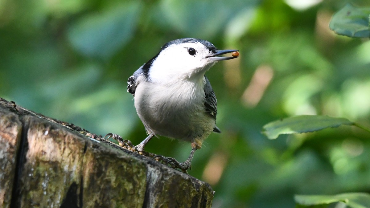 White-breasted Nuthatch - ML624230360