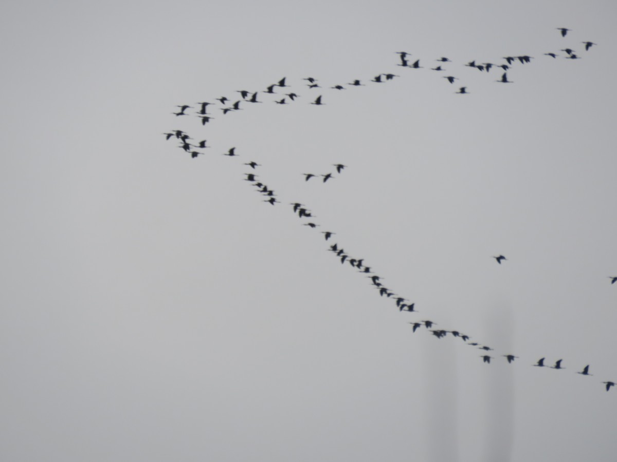 Bare-faced Ibis - ML624230387