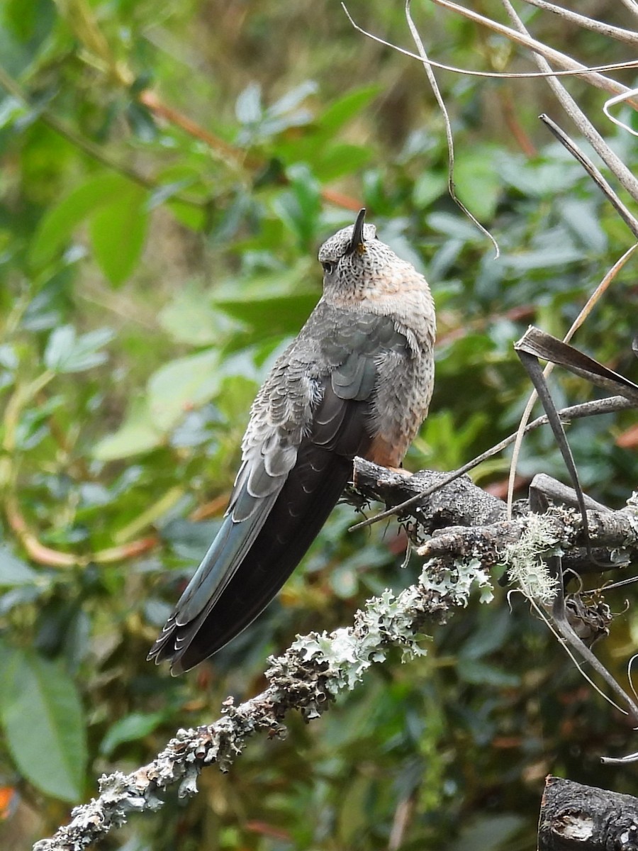 Giant Hummingbird - ML624230391