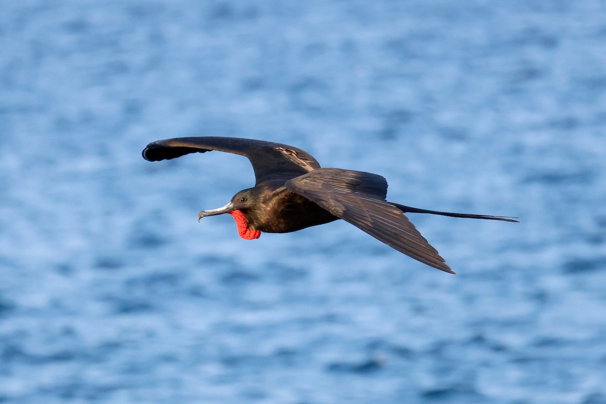 Magnificent Frigatebird - ML624230392