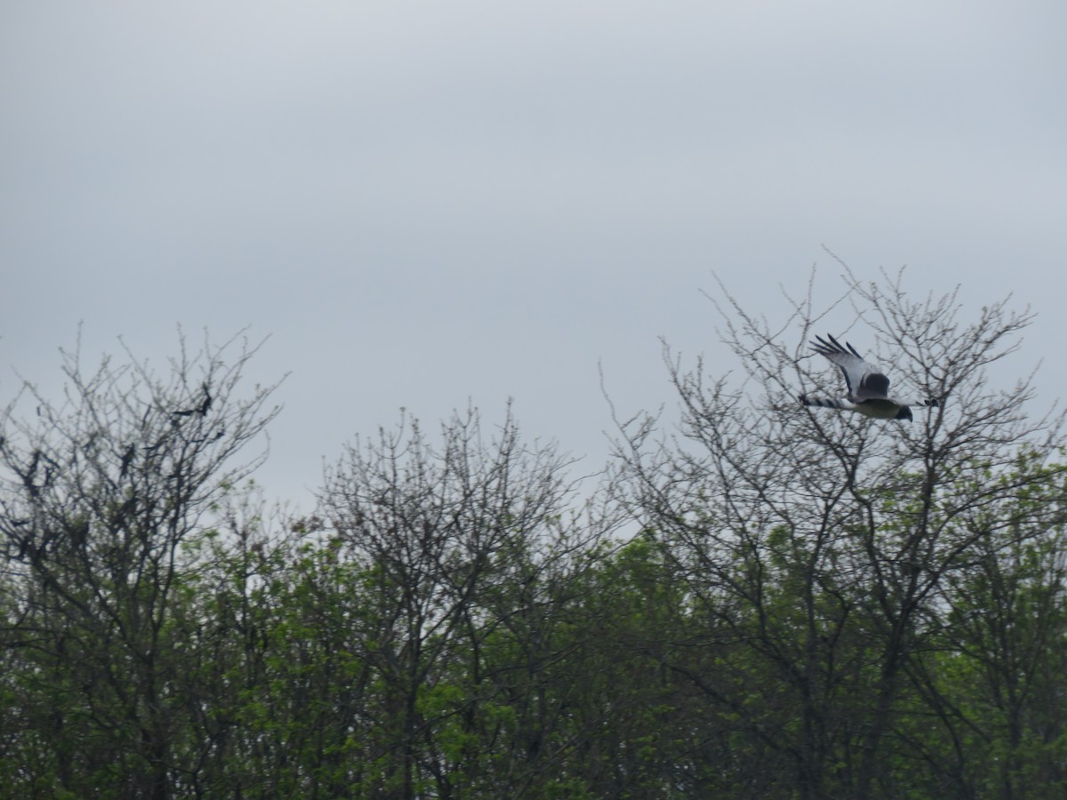 Long-winged Harrier - ML624230401