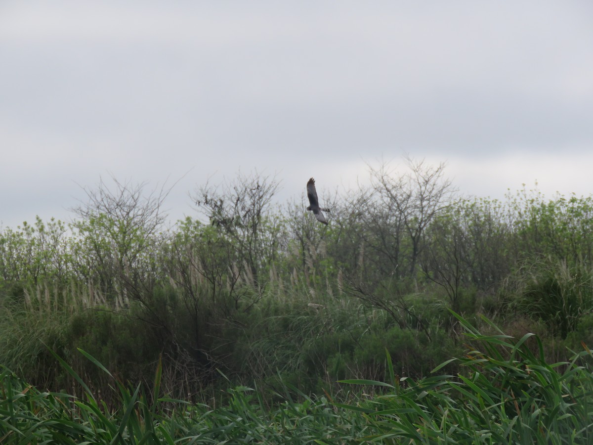 Long-winged Harrier - ML624230402